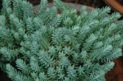 Perene: SEDUM rupestre blue